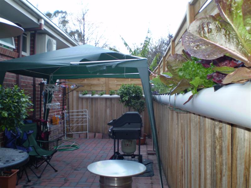 P4050017 (Medium).JPG