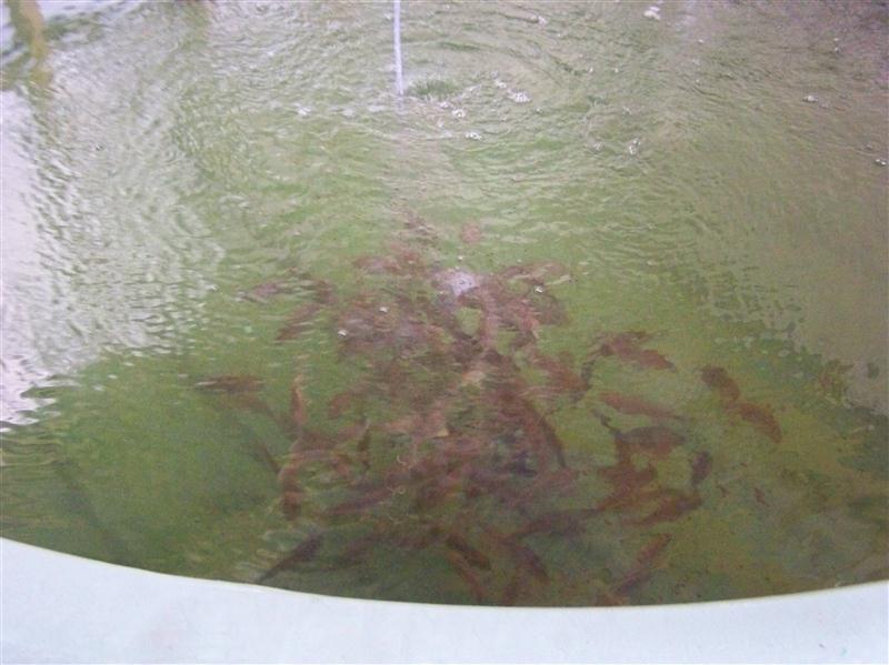 100_5903 (Custom).JPG