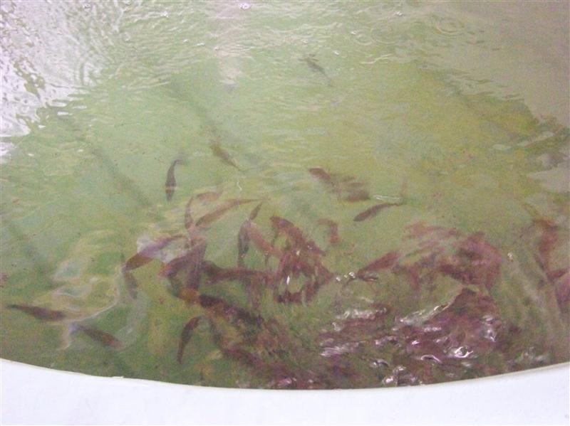 100_5904 (Custom).JPG