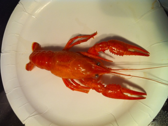 crawfish cooked.JPG