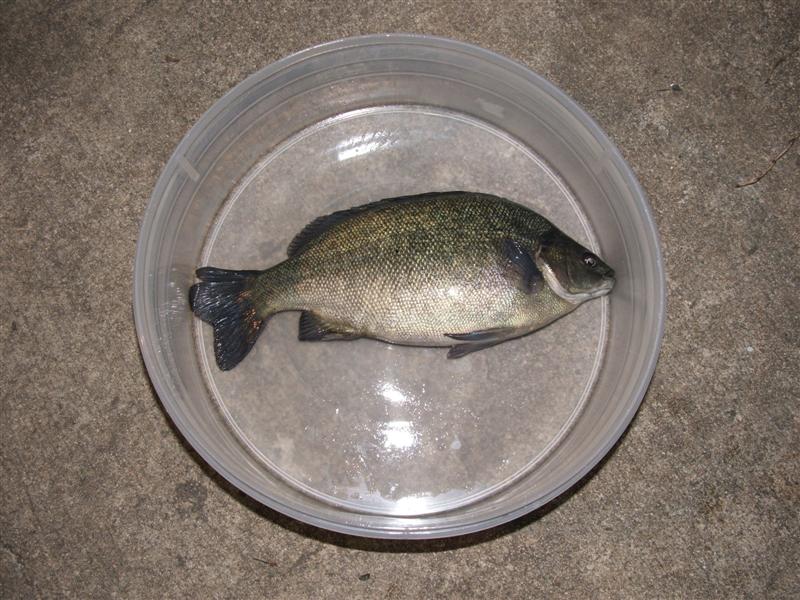 DSCF3799 (Medium).JPG