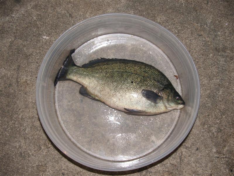 DSCF3800 (Medium).JPG