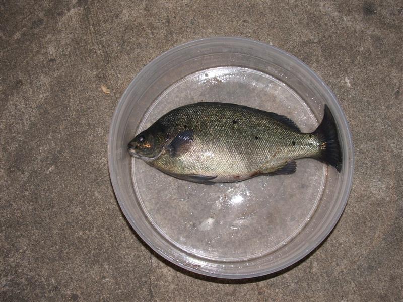 DSCF3801 (Medium).JPG