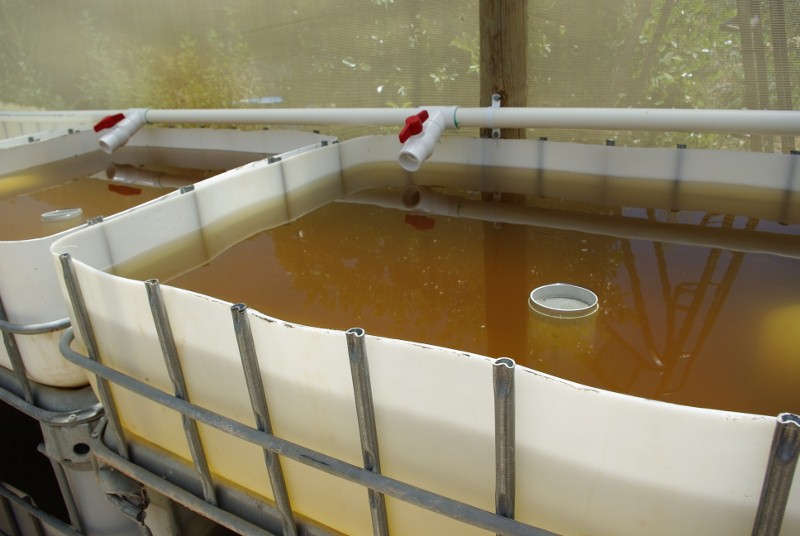 _IGP2062 (800x536).jpg