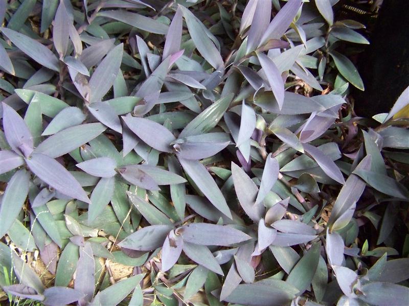 100_5916 (Custom).JPG