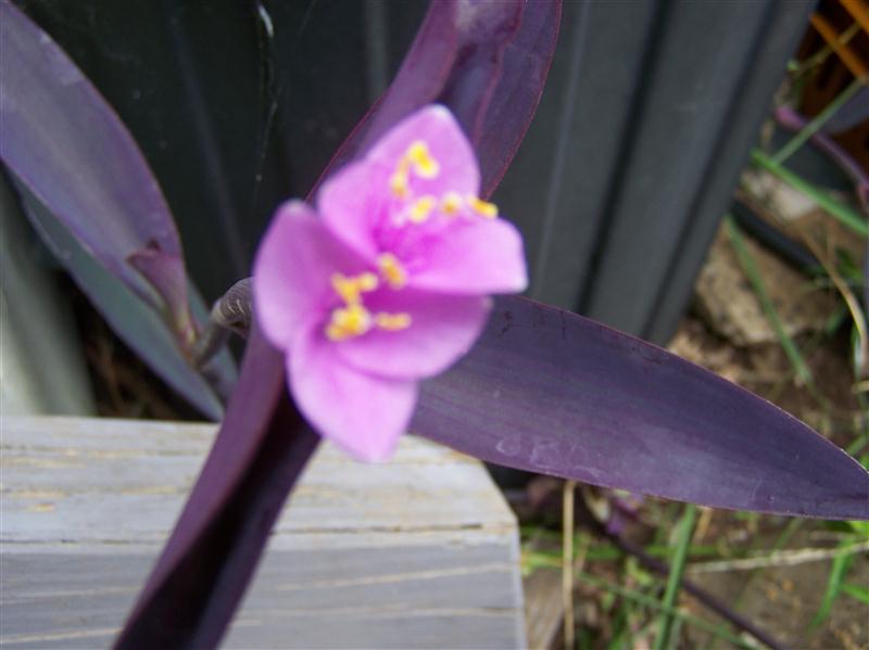 100_5917 (Custom).JPG