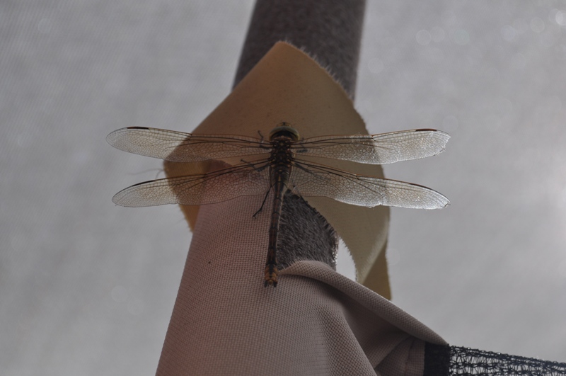 dragonfly.JPG