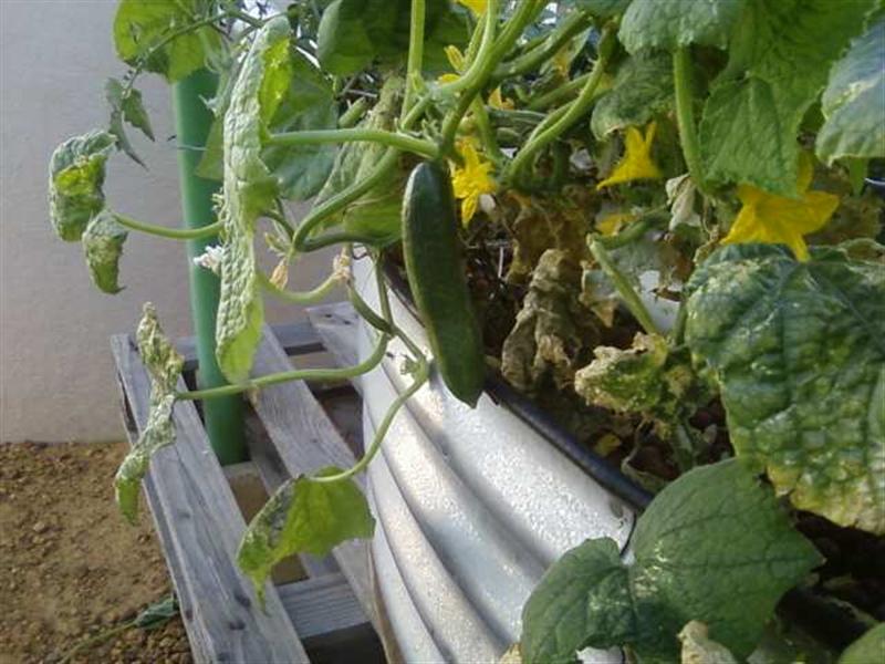 Copy of Photo0156 (Medium).jpg