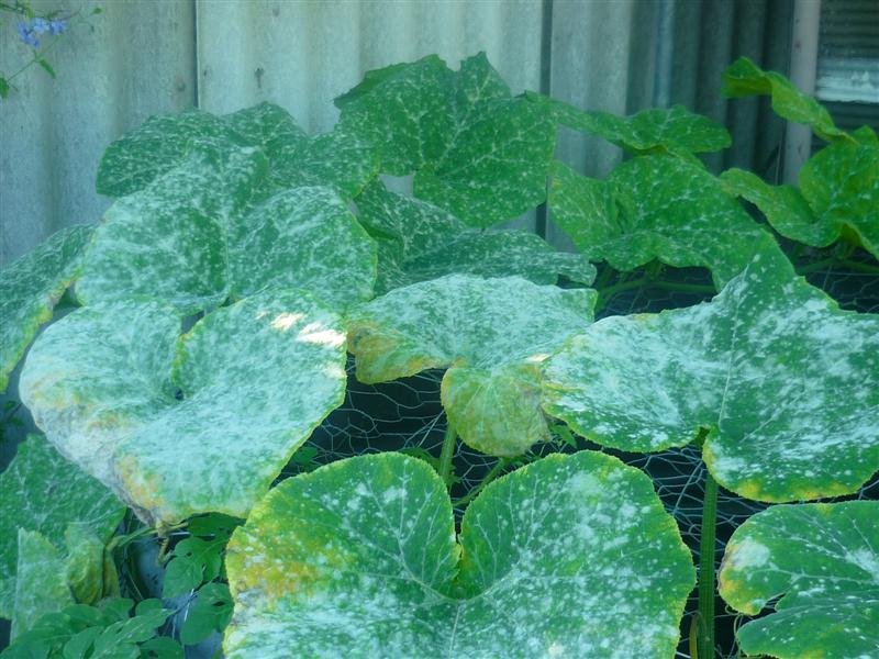 plants probs 006 (Medium).jpg