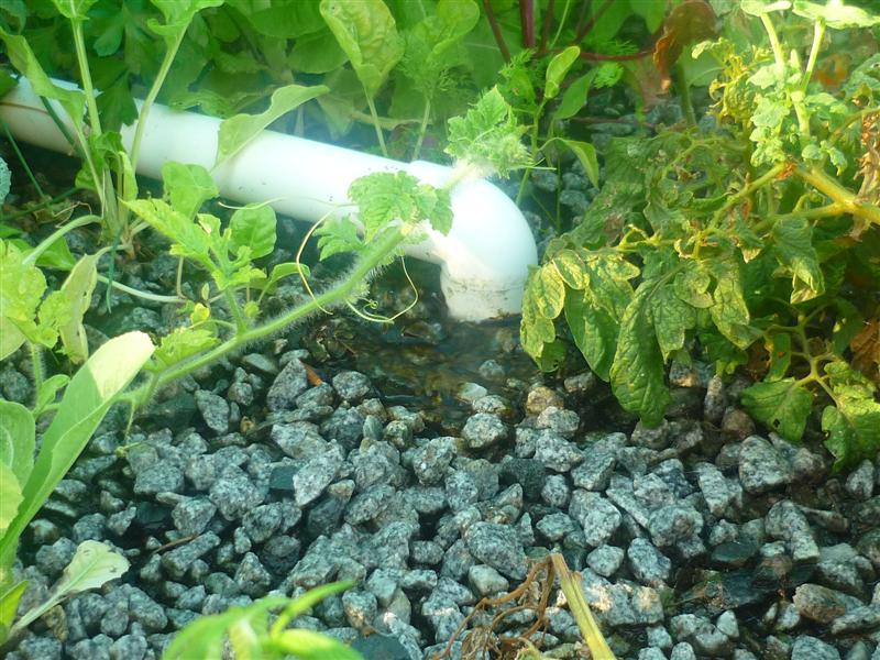 plants probs 007 (Medium).jpg