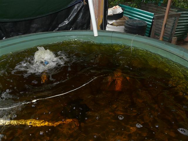 P1100147 (Custom).JPG