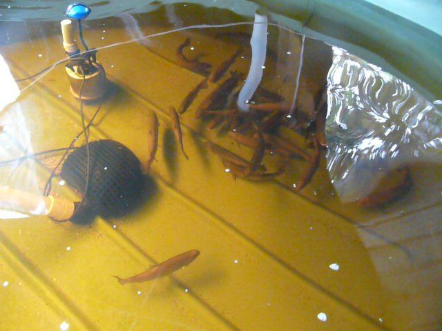 P1100165 (Custom).JPG