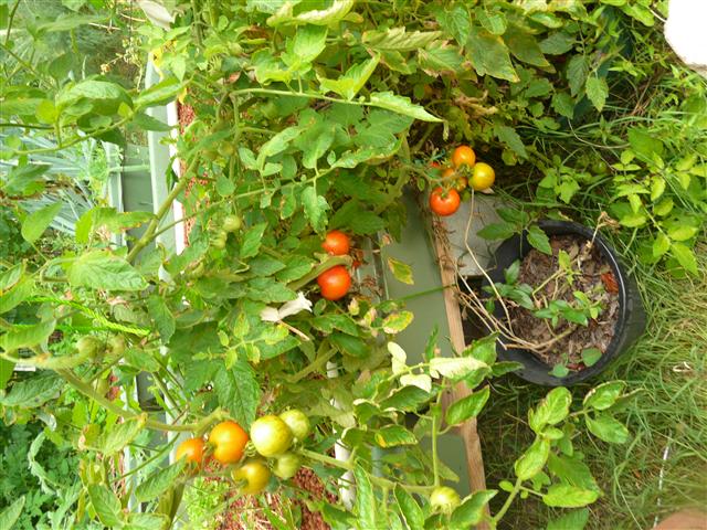 P1100137 (Custom).JPG