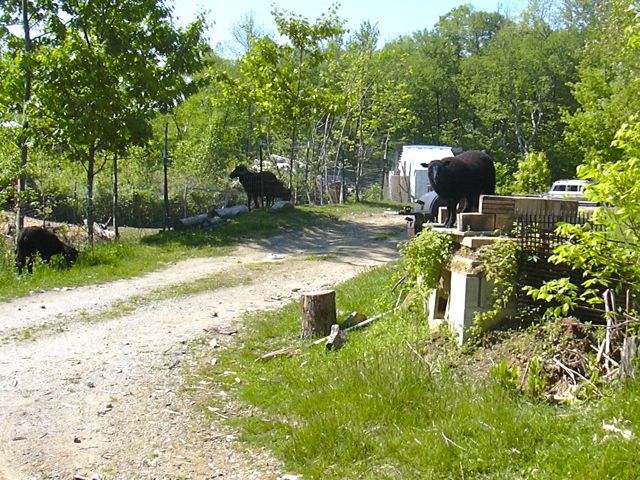 Lamb on remains of oven.jpg