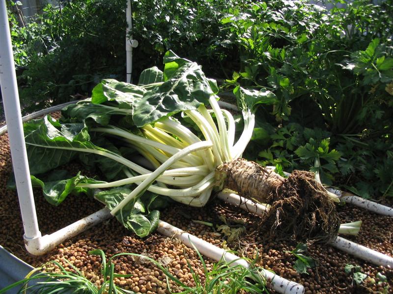 IMG_1910 (Medium).jpg