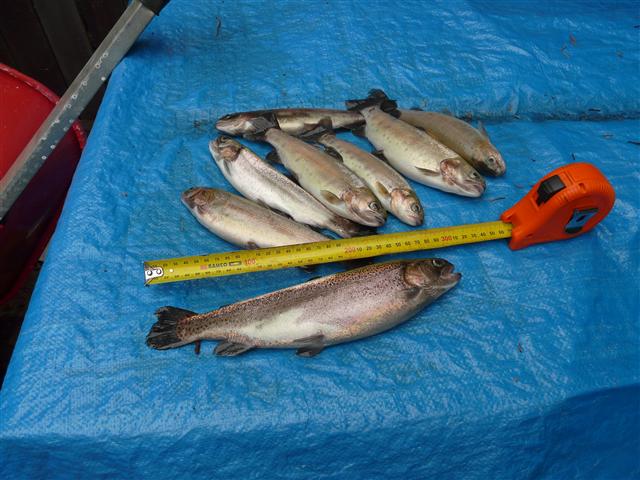 P1100171 (Custom).JPG