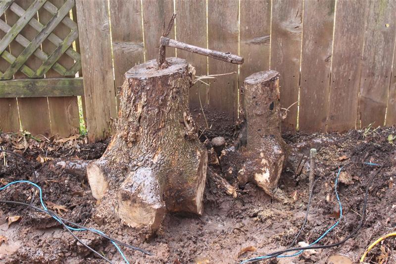 stump.JPG