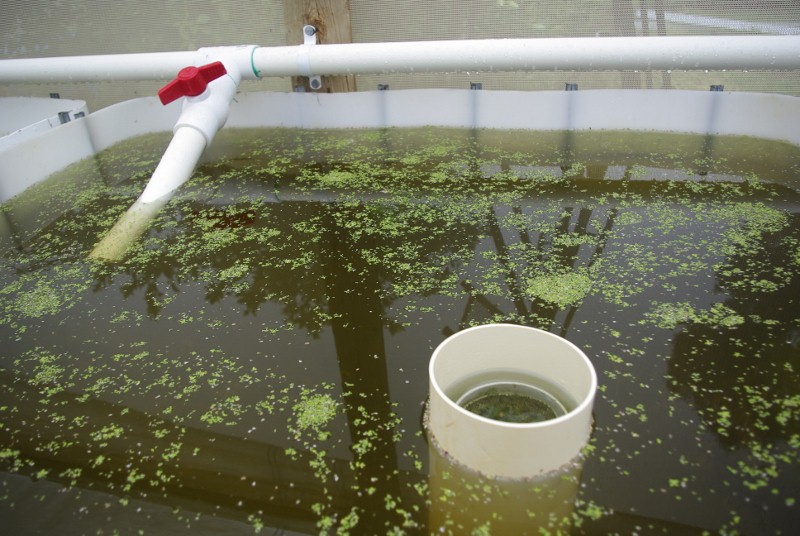 _IGP2079 (800x536).jpg