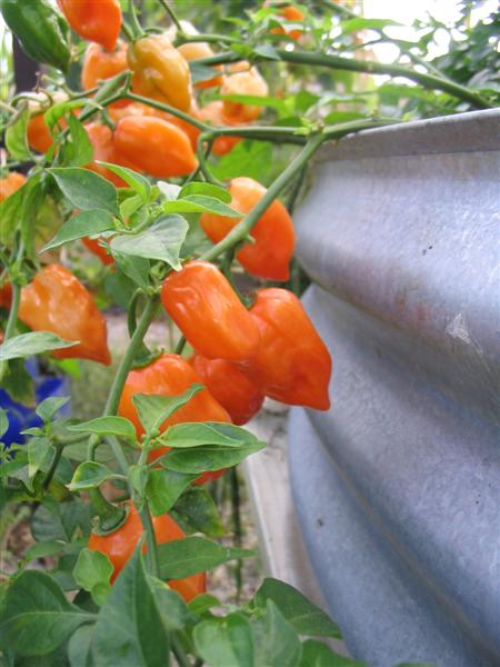 IMG_2078 (Medium).jpg