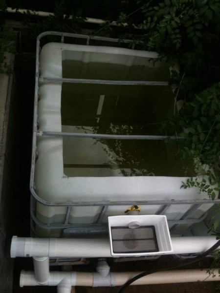 IMG_1268 (450 x 600).jpg