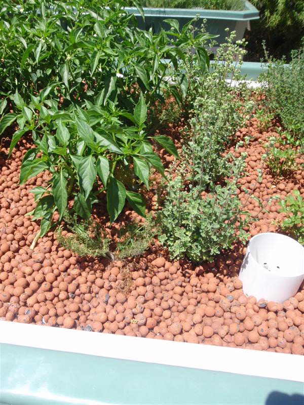 P209069911 (Medium).JPG