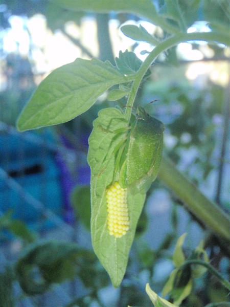 P2100044 (Medium).JPG