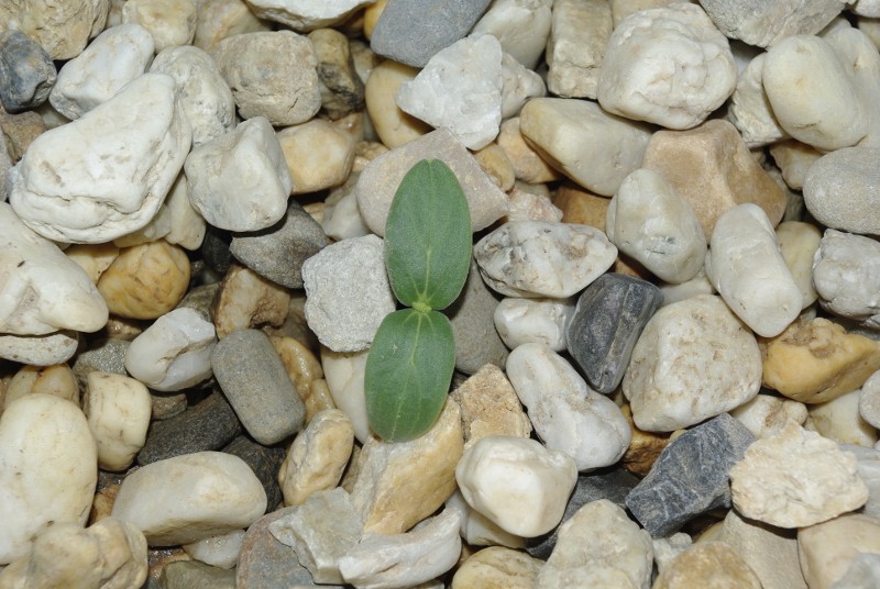 _IGP2100 (800x536).jpg