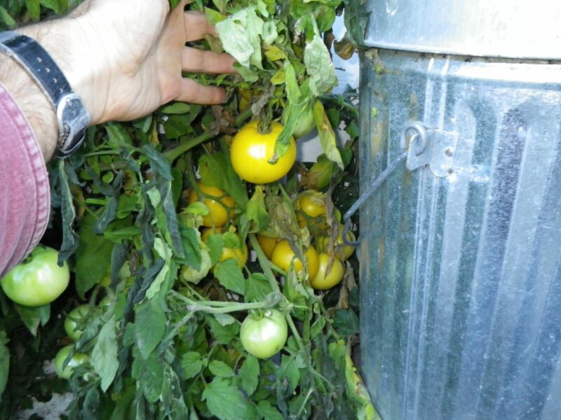 frosted tomato 2.jpg