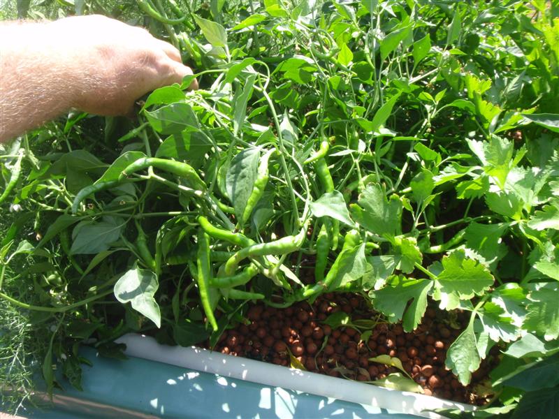 P2110711 (Medium).JPG