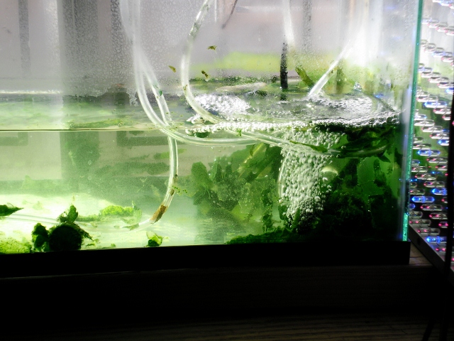 spirulina 001 (640x480).jpg