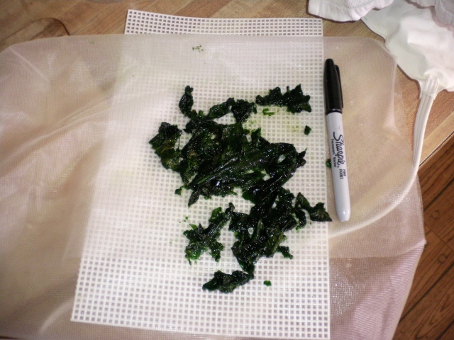 spirulina 003 (640x480).jpg