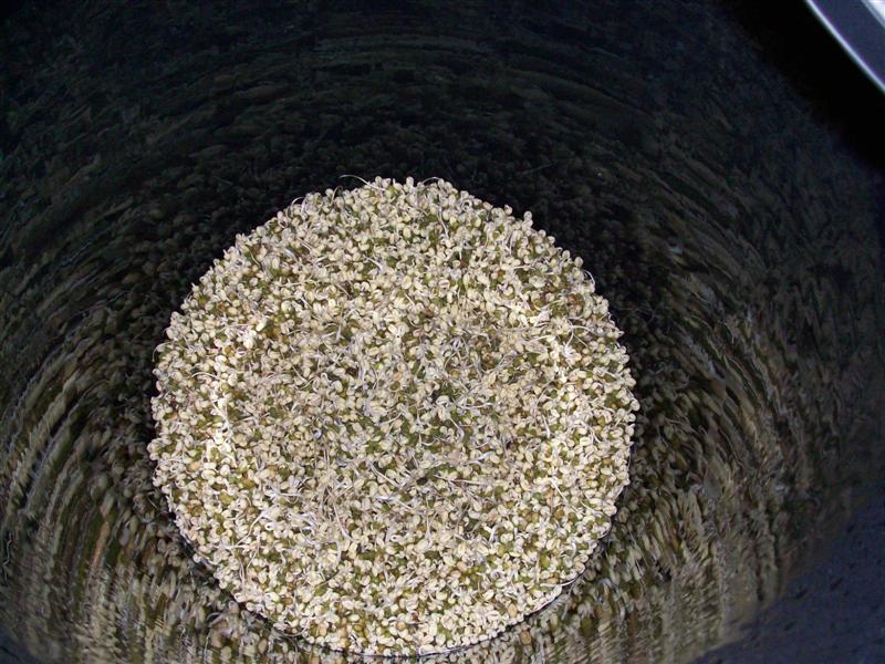 beans 11 (Medium).jpg