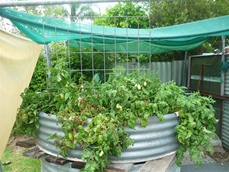 AP  5 jan 11 004 (Medium).jpg