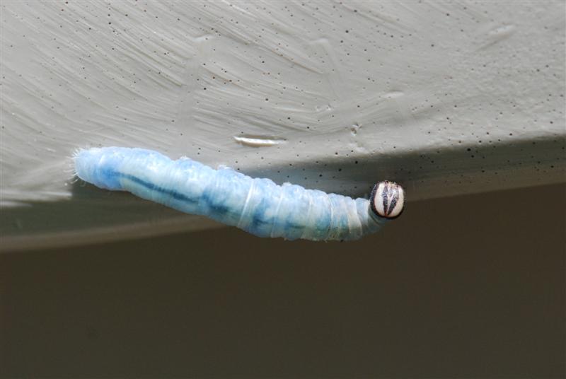 DSC_0911 (Medium).JPG