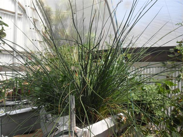 water chesnut (Small).JPG