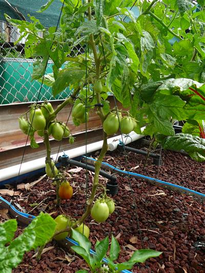 P1040707 (Custom).JPG