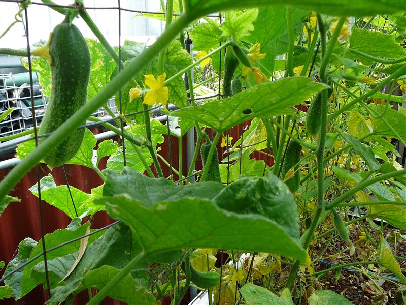 P1040705 (Custom).JPG