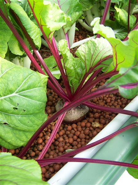 100_5960 (Custom).JPG