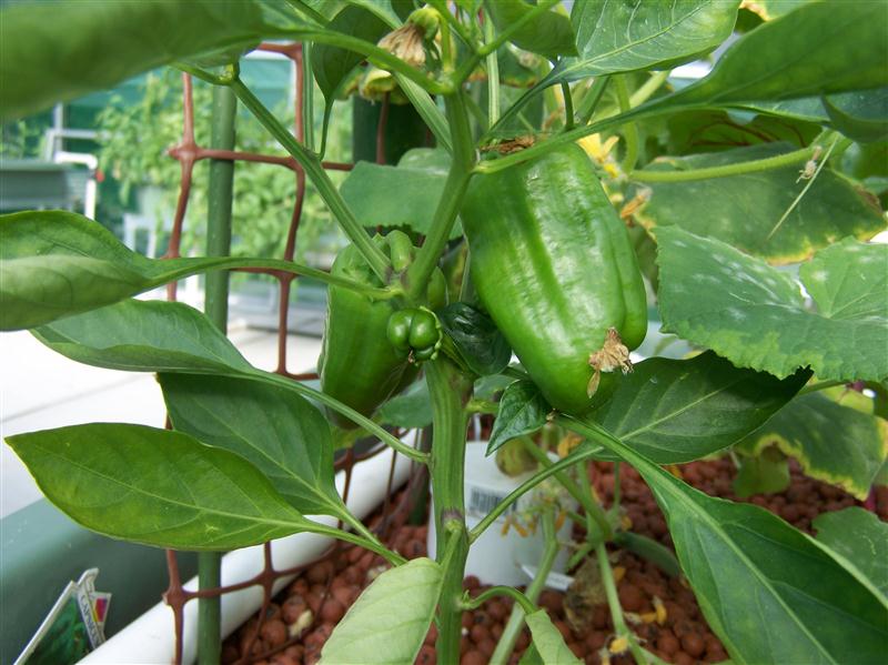 100_5964 (Custom).JPG