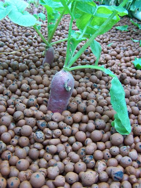 100_5972 (Custom).JPG