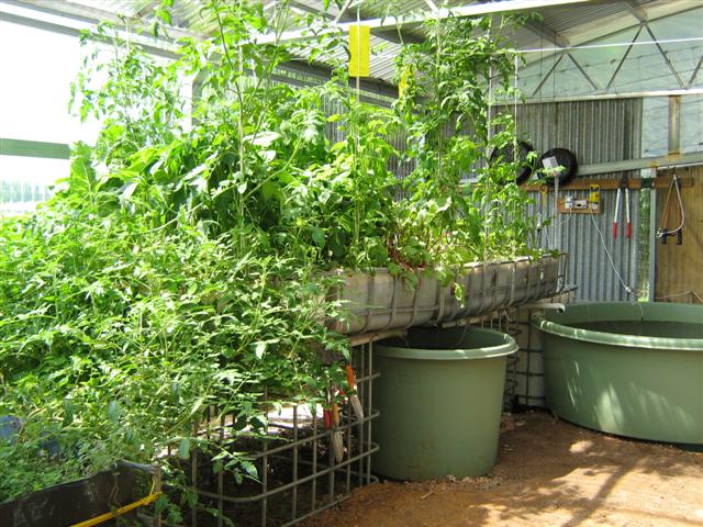 Our Aquaponics System 104 (Small).jpg