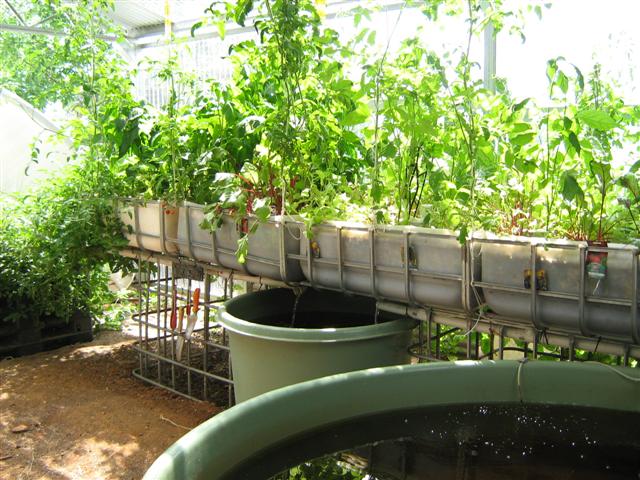 Our Aquaponics System 105 (Small).jpg
