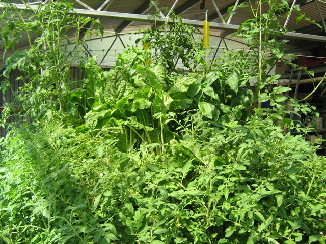 Our Aquaponics System 107 (Small).jpg