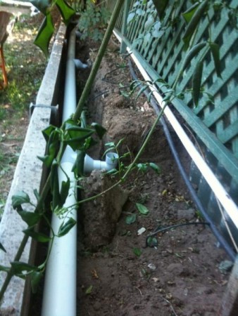 IMG_1301 (338 x 450).jpg