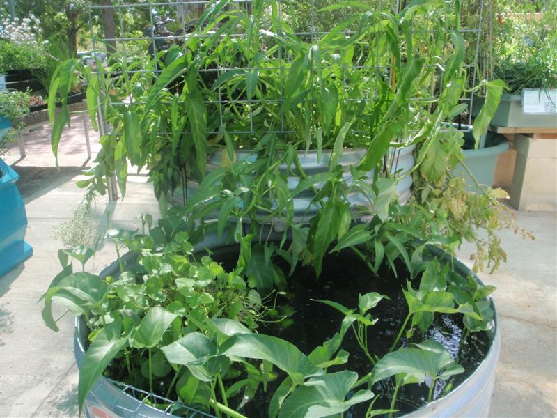 P2170027 (Medium).JPG