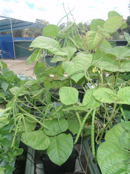 P2180021 (Medium).JPG