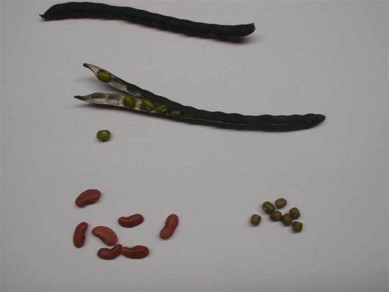 P2180058 (Medium).JPG