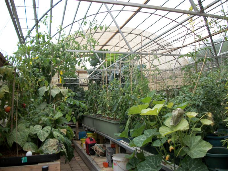 AP growth 17 th  feb 2011002 (Medium).jpg