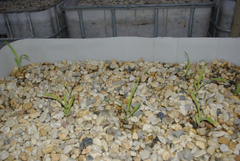 _IGP2182 (800x536).jpg