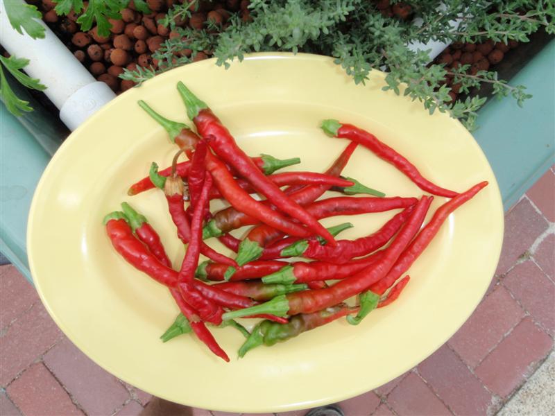 P2240057 (Medium).JPG